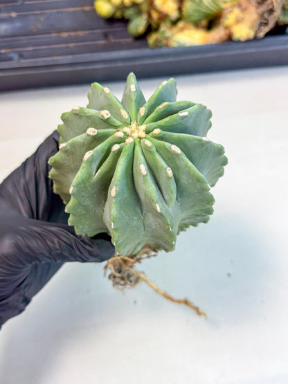 Ferocactus Glaucescens (p) | Rare Cactus