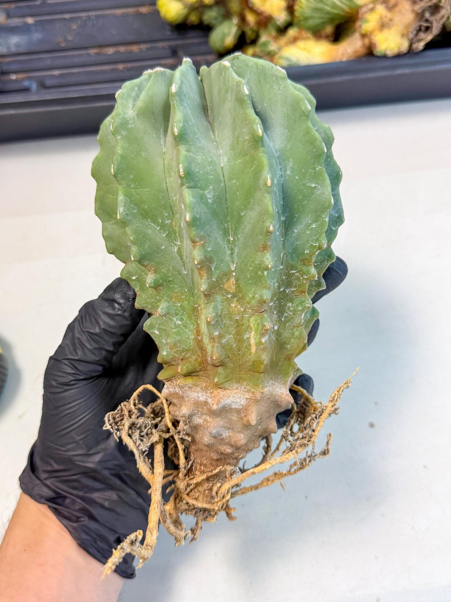 Ferocactus Glaucescens (p) | Rare Cactus