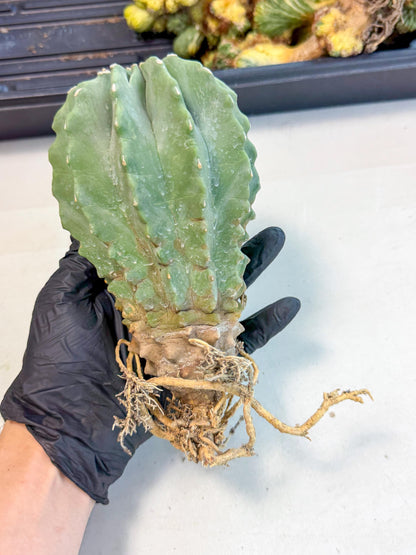 Ferocactus Glaucescens (p) | Rare Cactus