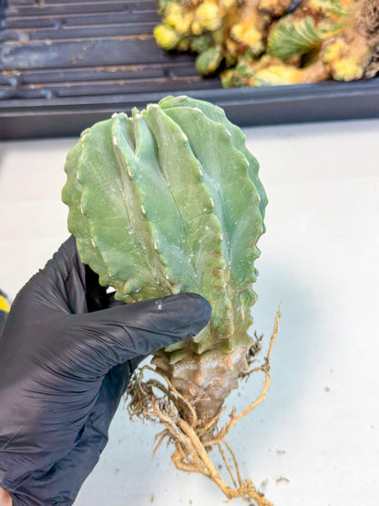 Ferocactus Glaucescens (p) | Rare Cactus