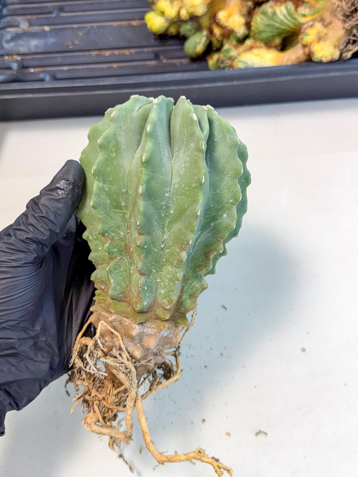 Ferocactus Glaucescens (p) | Rare Cactus