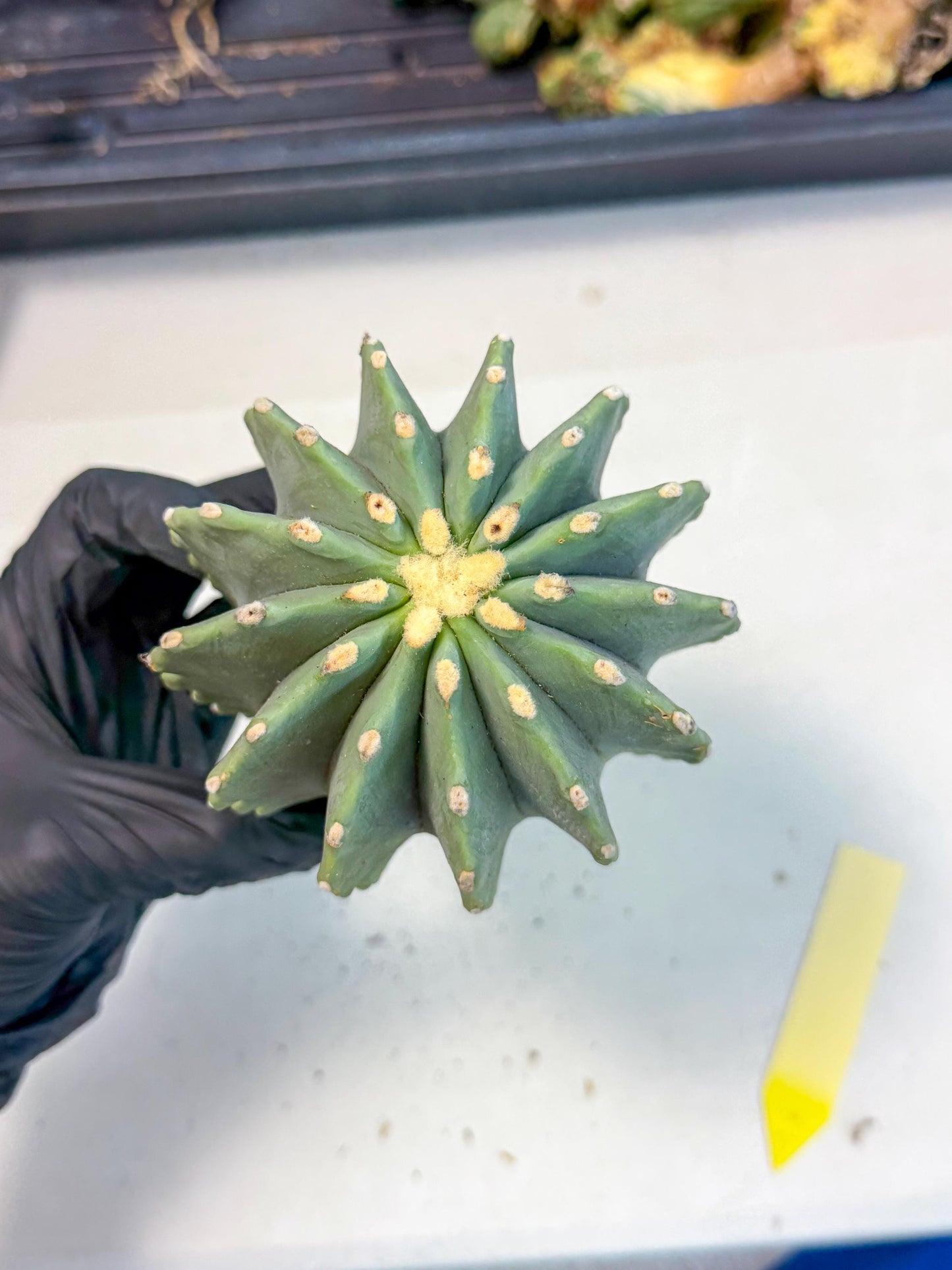 Ferocactus Glaucescens (y) | Rare Cactus