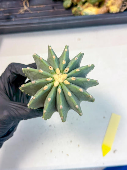 Ferocactus Glaucescens (y) | Rare Cactus