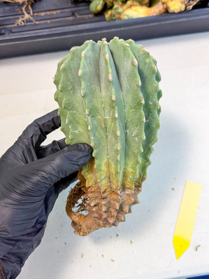 Ferocactus Glaucescens (y) | Rare Cactus