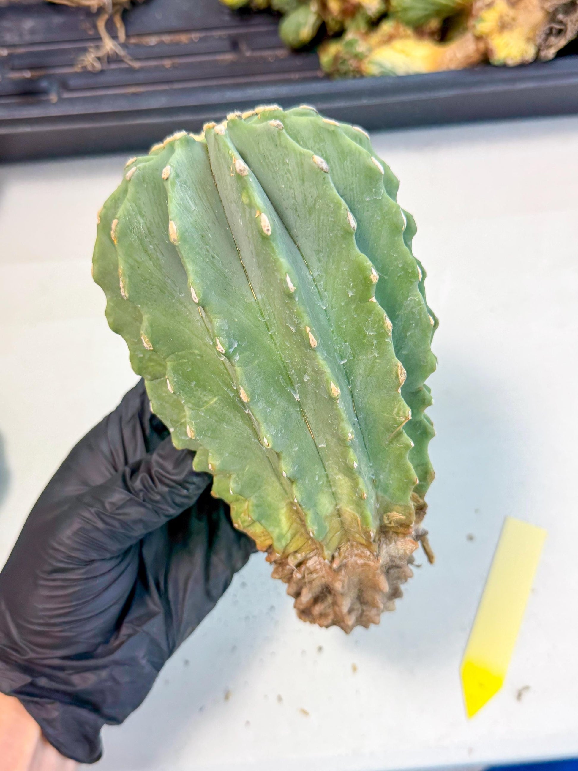 Ferocactus Glaucescens (y) | Rare Cactus