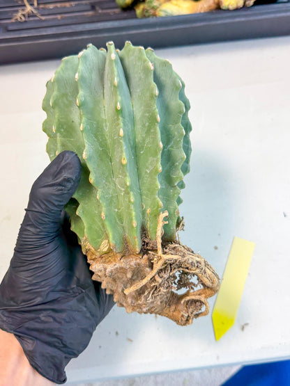 Ferocactus Glaucescens (y) | Rare Cactus