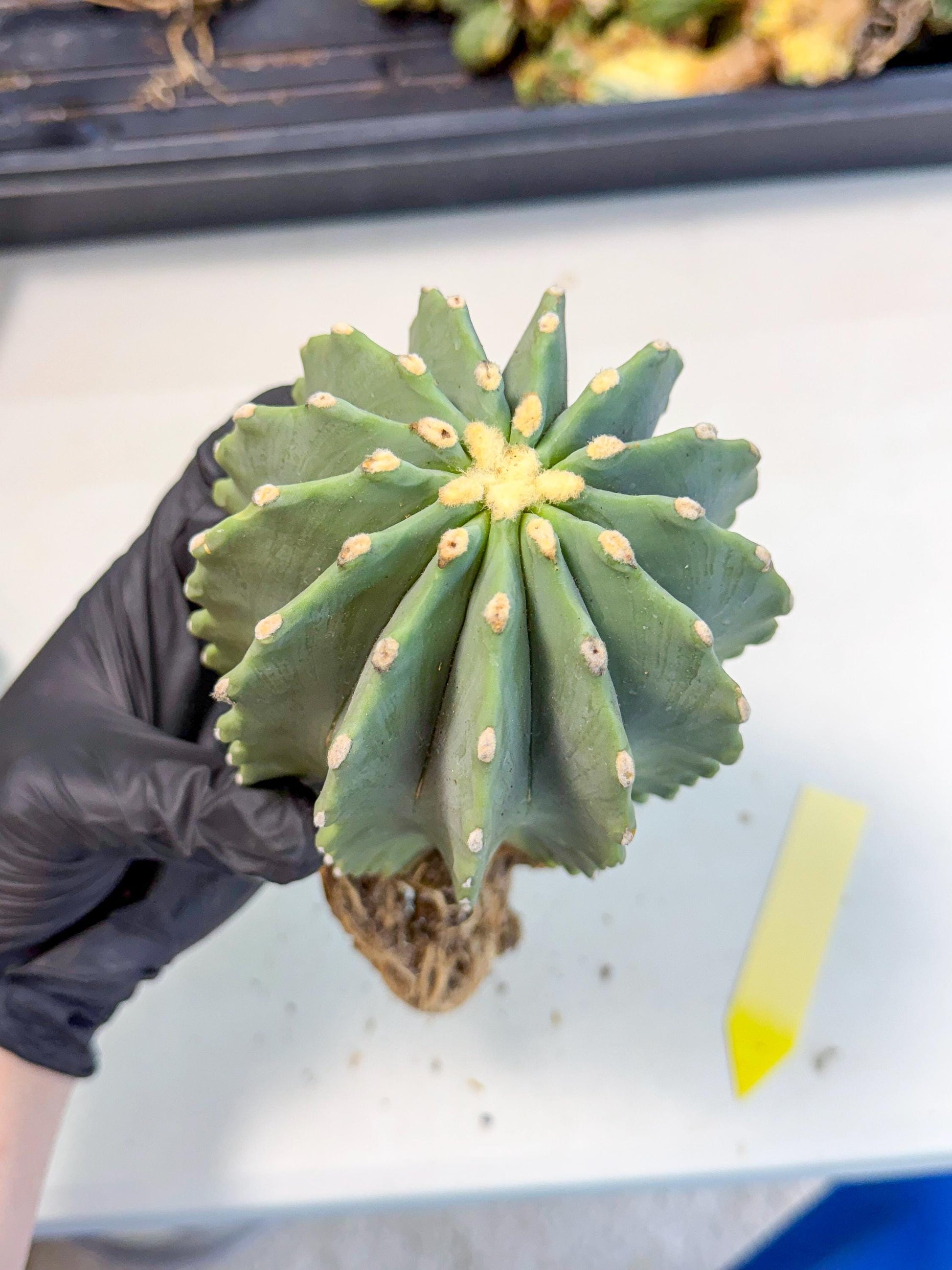 Ferocactus Glaucescens (y) | Rare Cactus