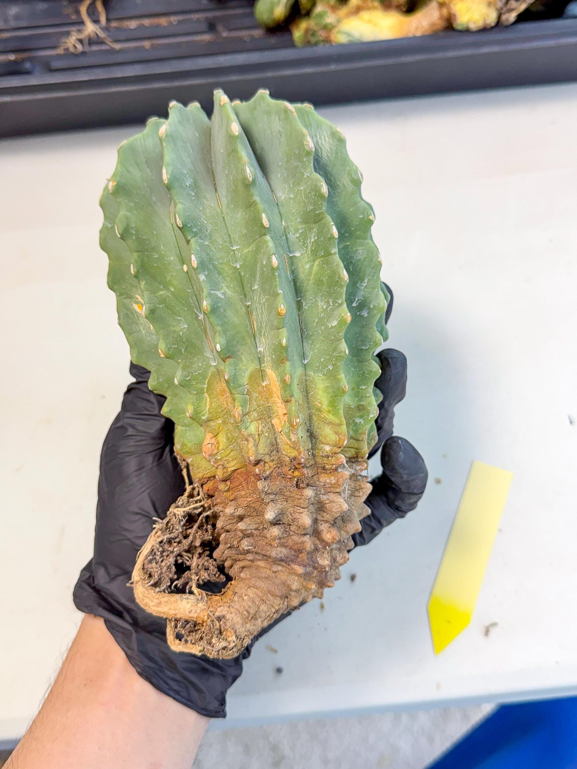 Ferocactus Glaucescens (y) | Rare Cactus