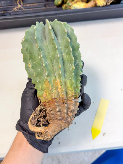 Ferocactus Glaucescens (y) | Rare Cactus