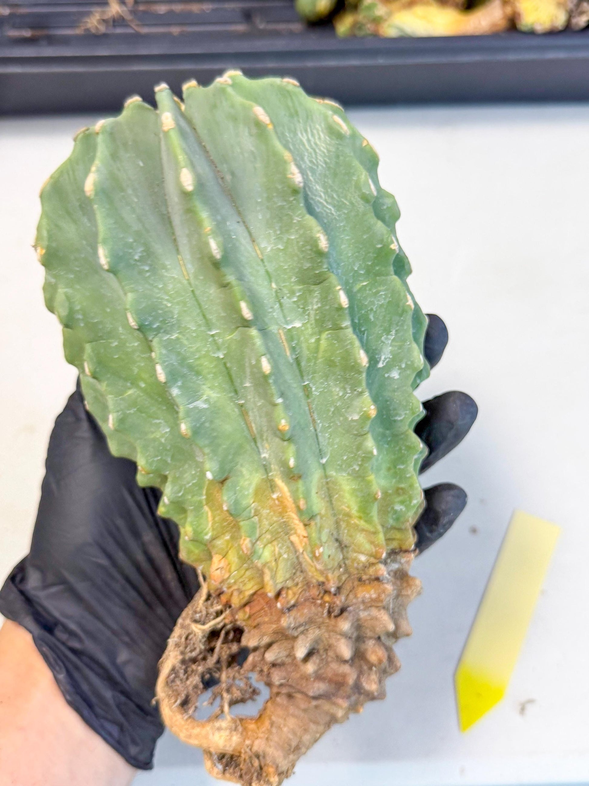 Ferocactus Glaucescens (y) | Rare Cactus