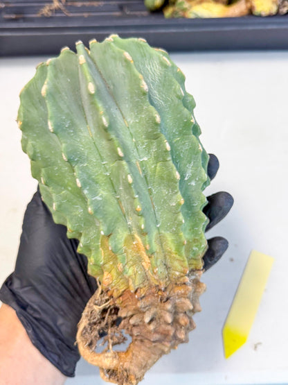 Ferocactus Glaucescens (y) | Rare Cactus