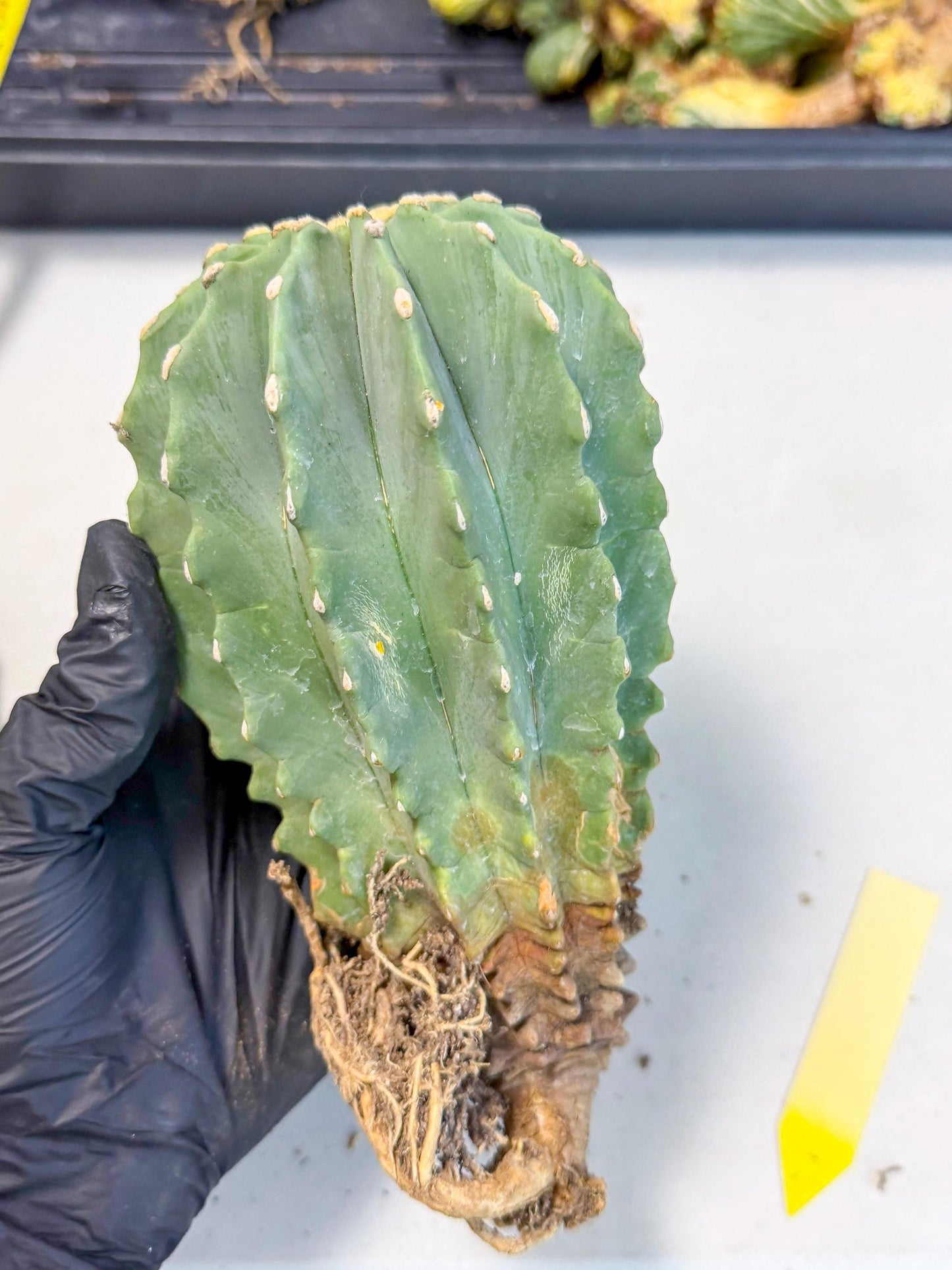 Ferocactus Glaucescens (y) | Rare Cactus