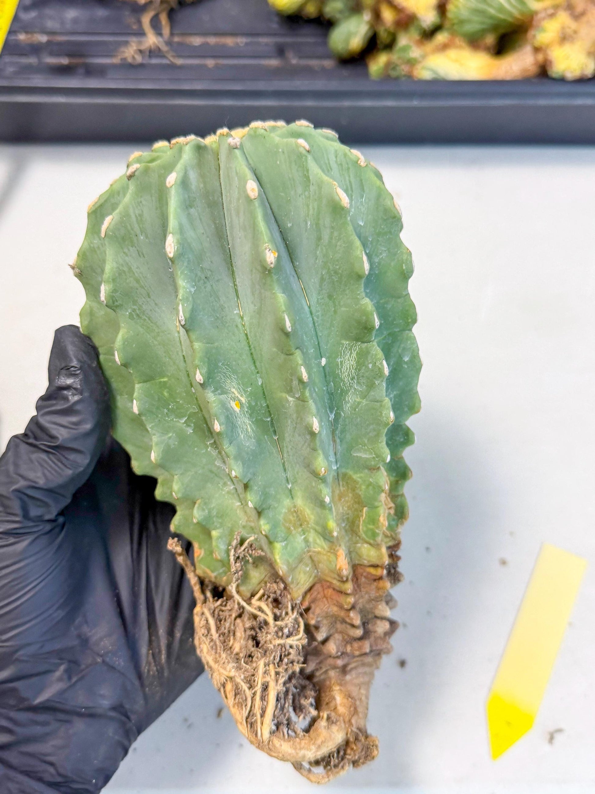 Ferocactus Glaucescens (y) | Rare Cactus