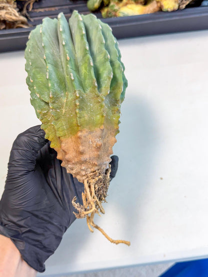 Ferocactus Glaucescens (g) | Rare Cactus