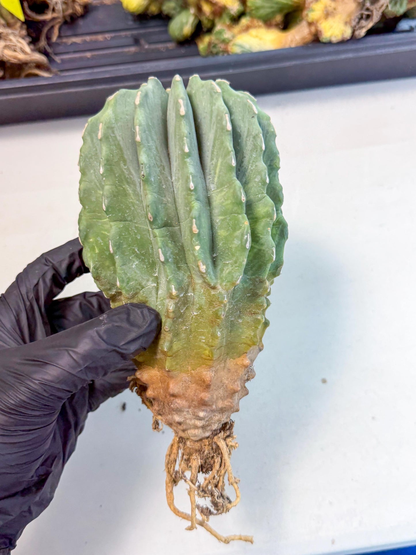 Ferocactus Glaucescens (g) | Rare Cactus