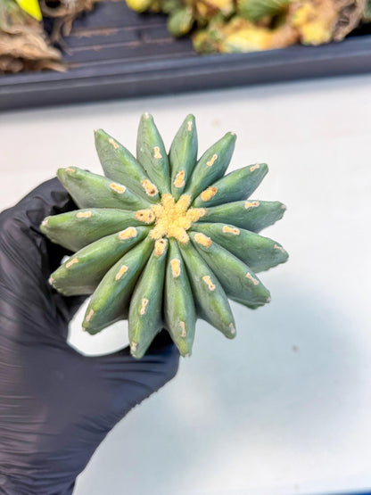 Ferocactus Glaucescens (g) | Rare Cactus