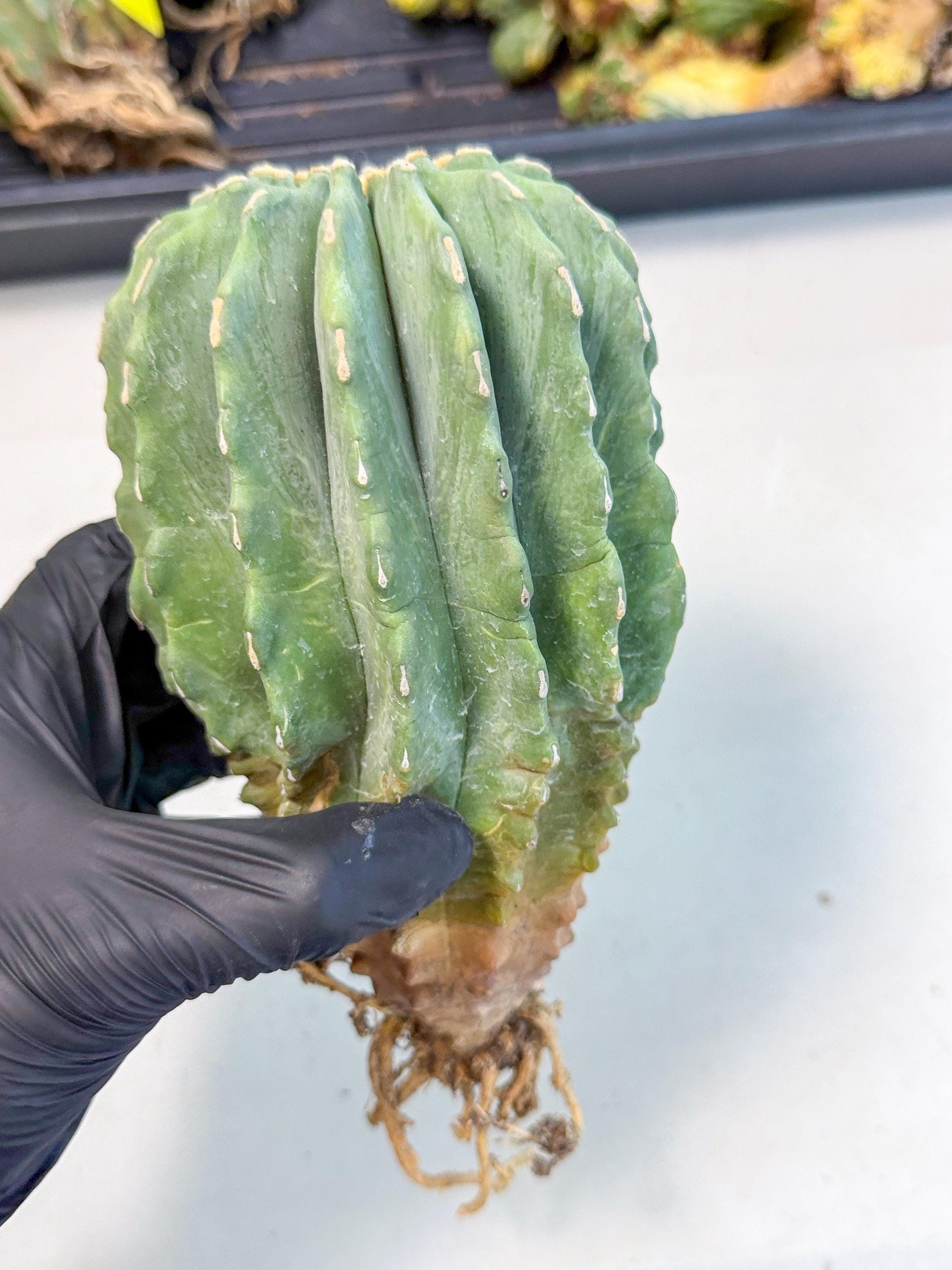 Ferocactus Glaucescens (g) | Rare Cactus