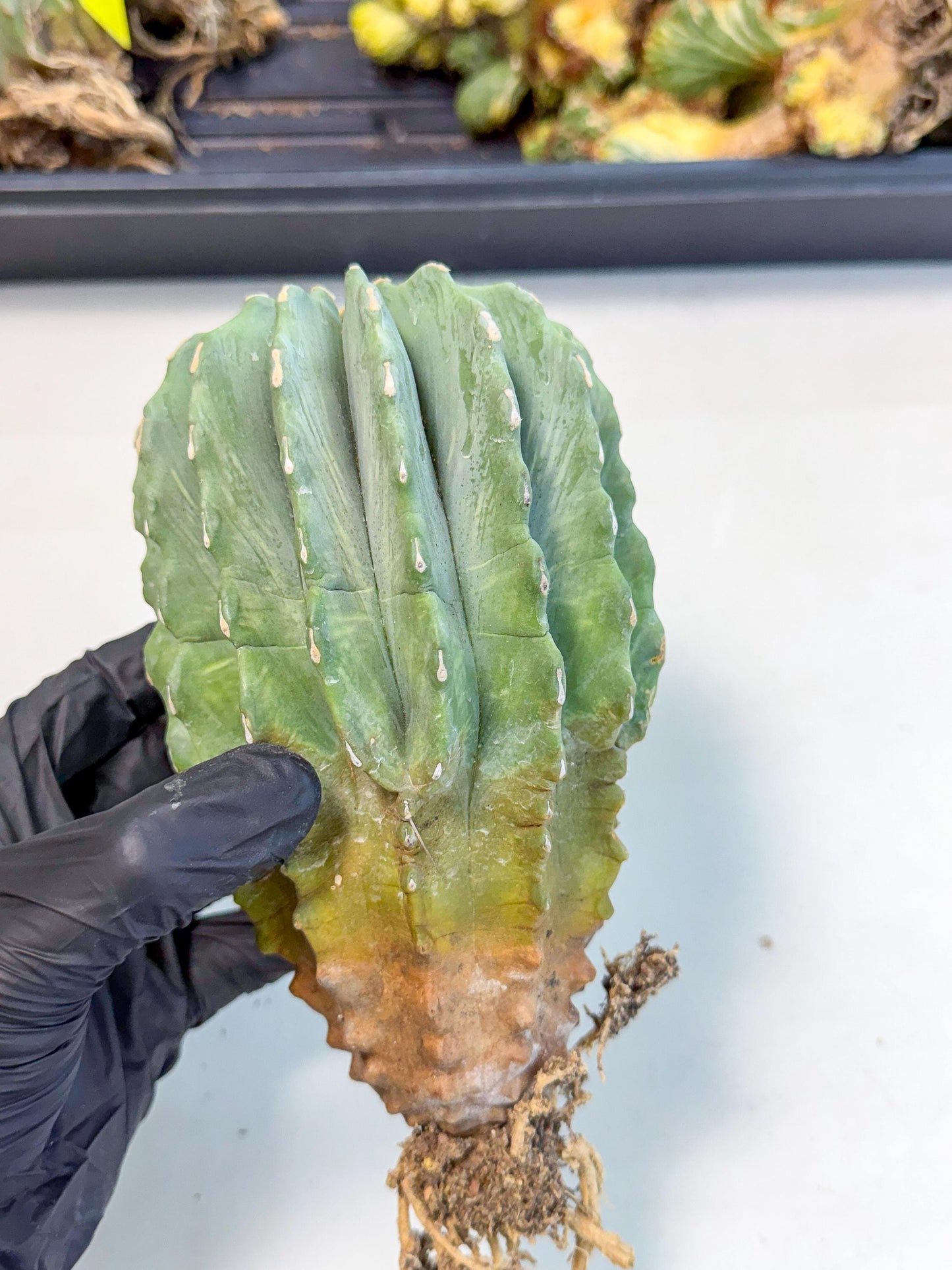 Ferocactus Glaucescens (g) | Rare Cactus