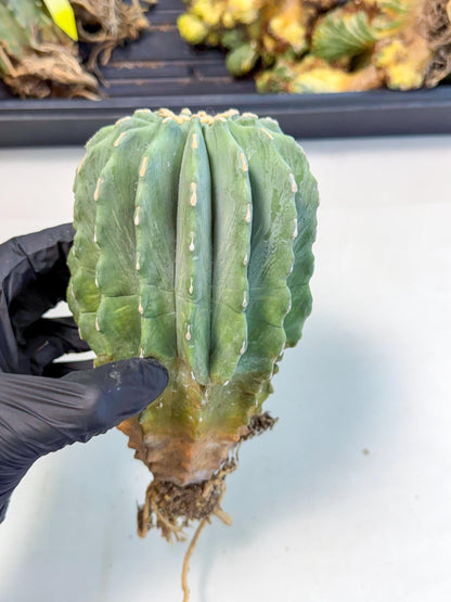 Ferocactus Glaucescens (g) | Rare Cactus