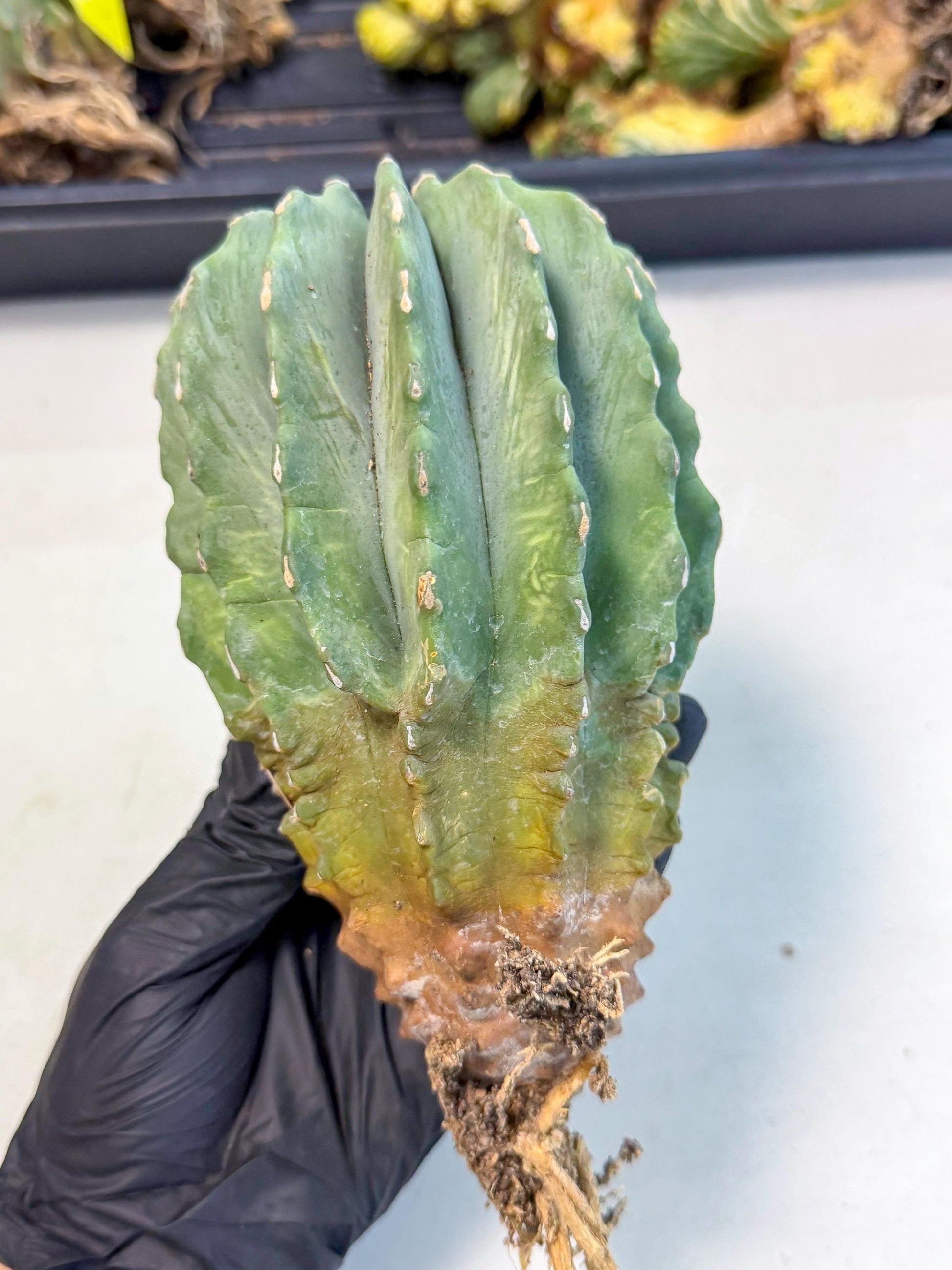 Ferocactus Glaucescens (g) | Rare Cactus