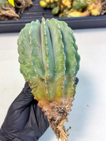 Ferocactus Glaucescens (g) | Rare Cactus