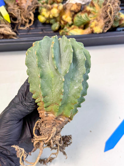 Ferocactus Glaucescens (b) | Rare Cactus