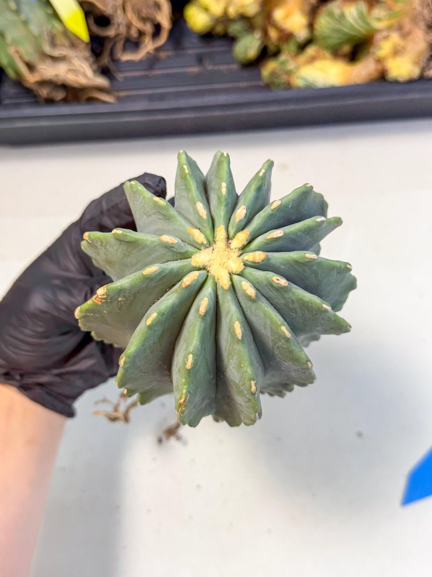 Ferocactus Glaucescens (b) | Rare Cactus