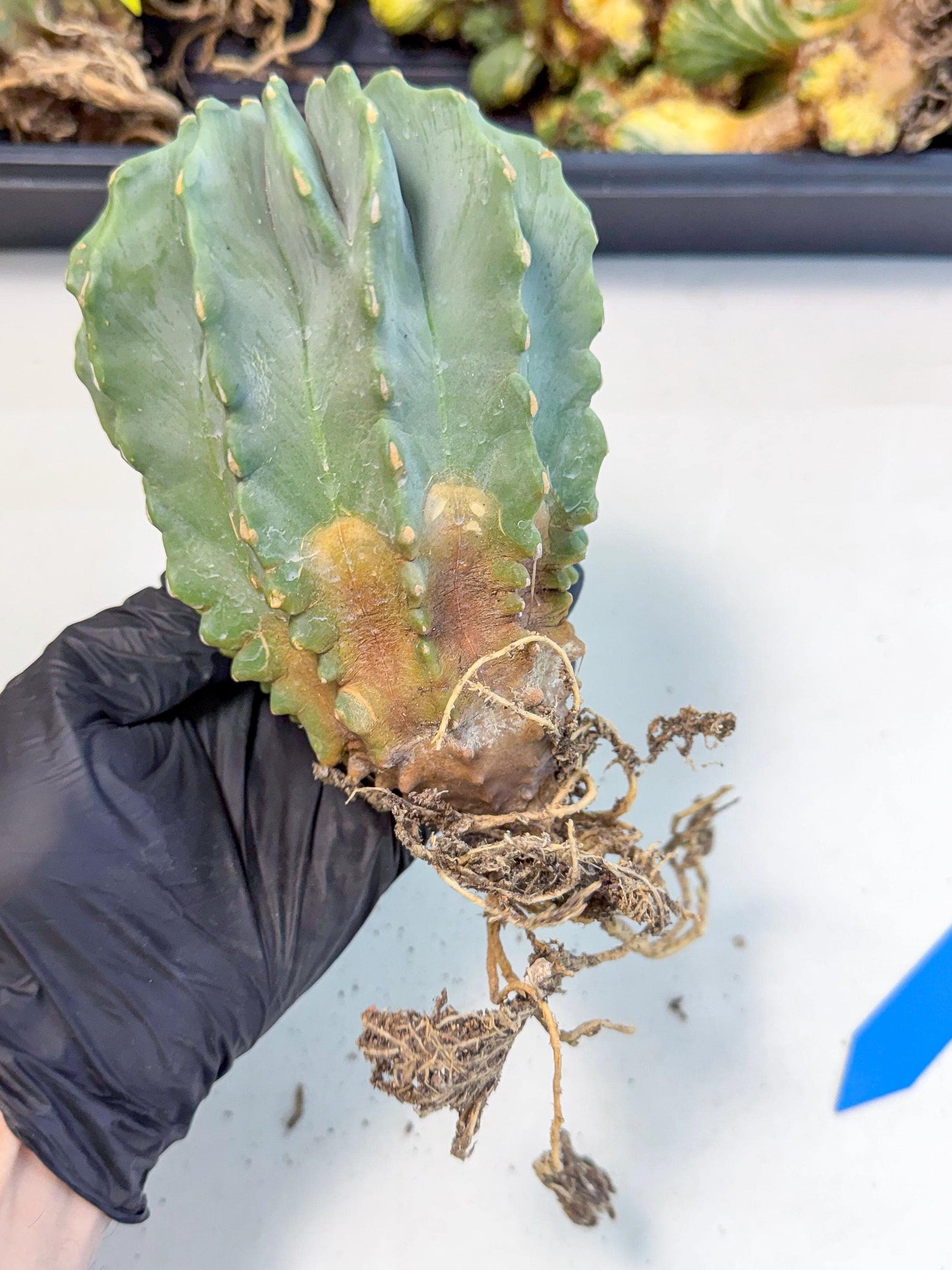 Ferocactus Glaucescens (b) | Rare Cactus