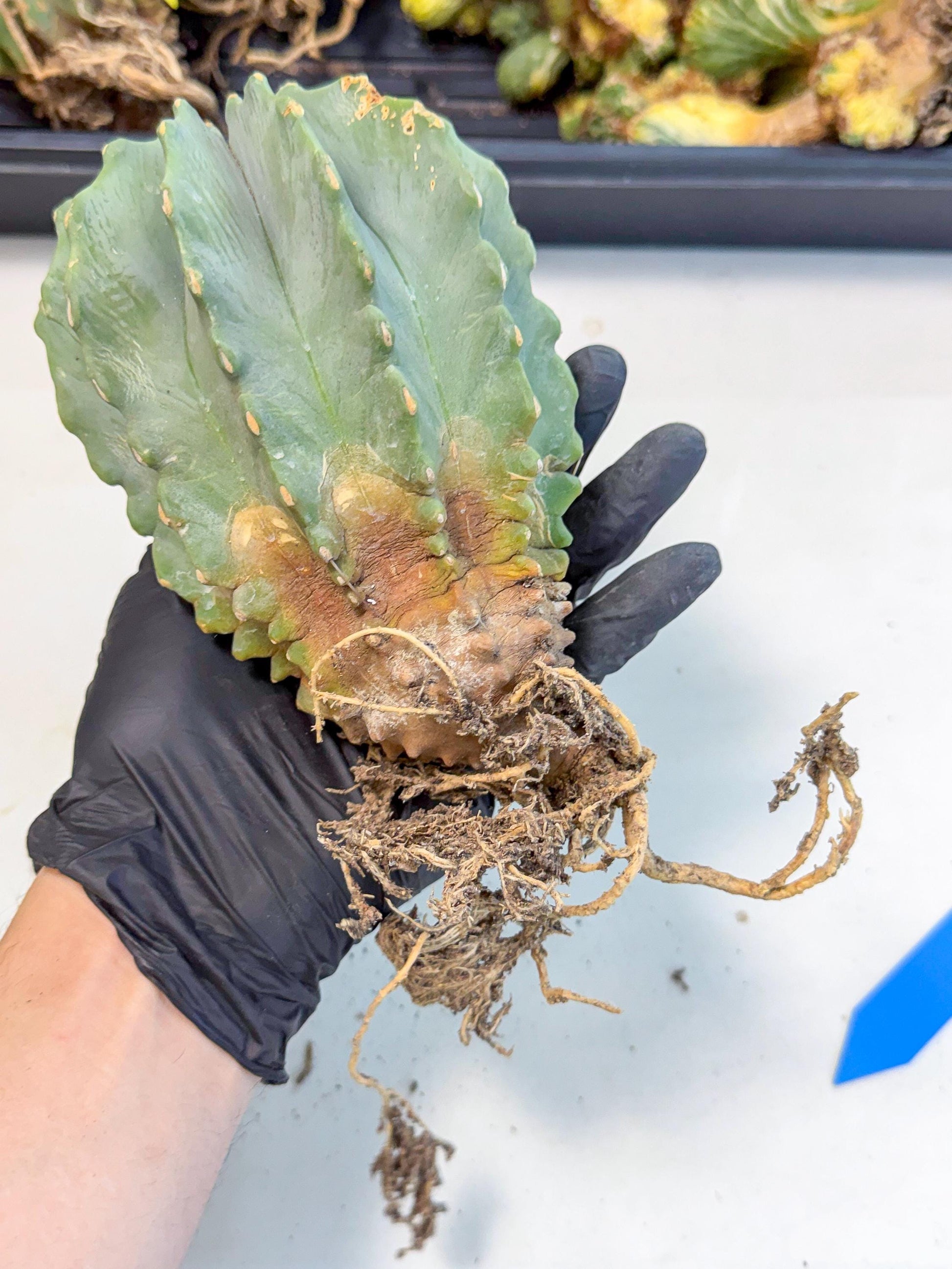Ferocactus Glaucescens (b) | Rare Cactus