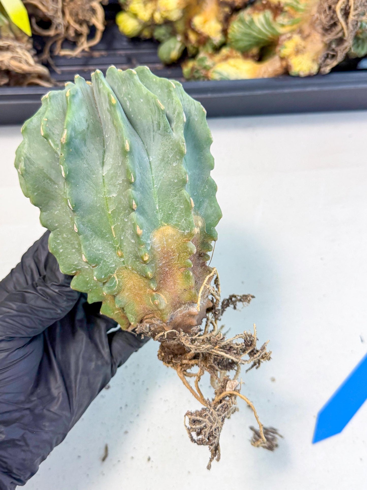 Ferocactus Glaucescens (b) | Rare Cactus