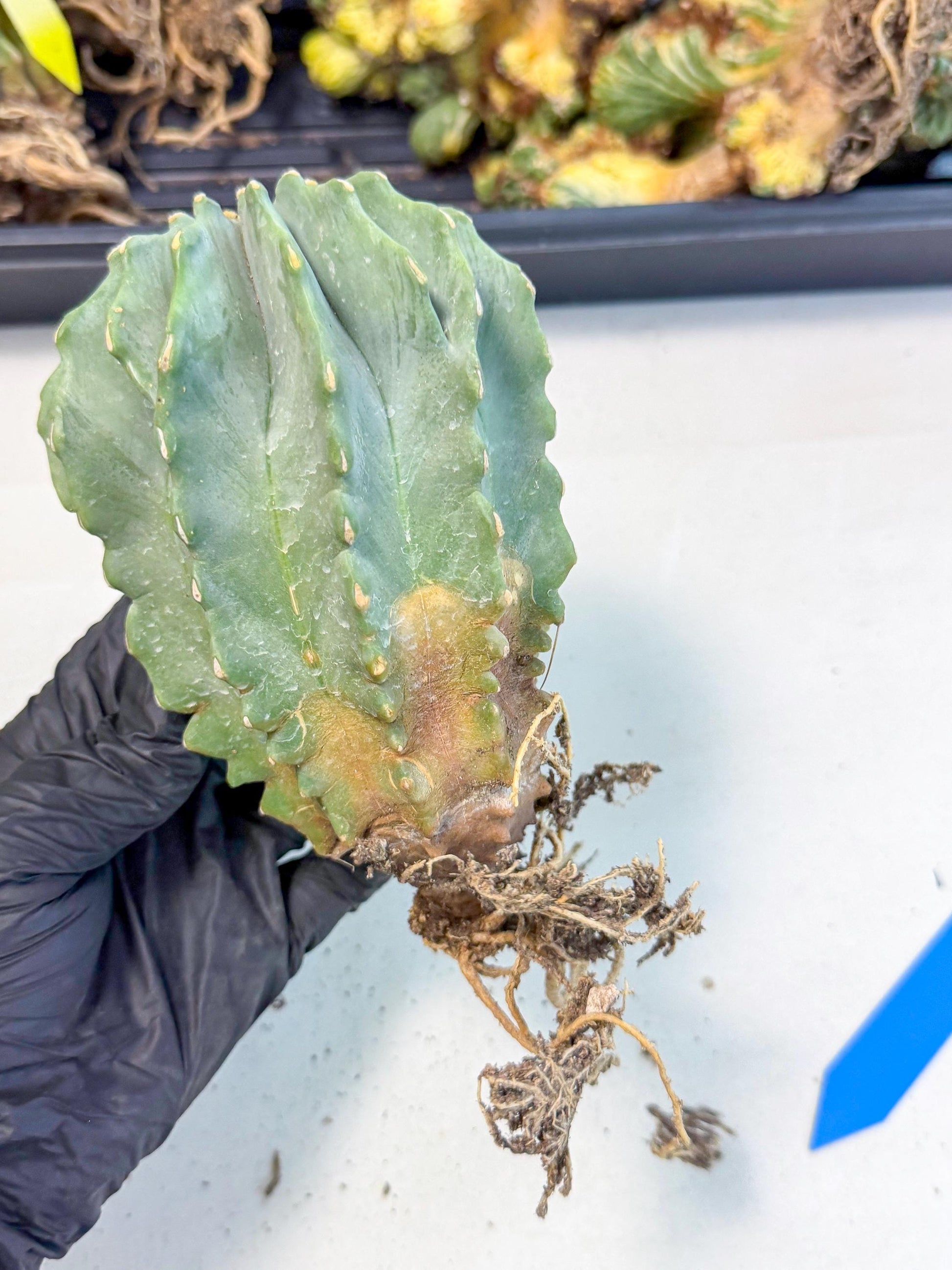 Ferocactus Glaucescens (b) | Rare Cactus