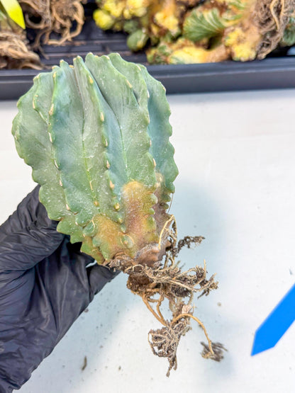 Ferocactus Glaucescens (b) | Rare Cactus