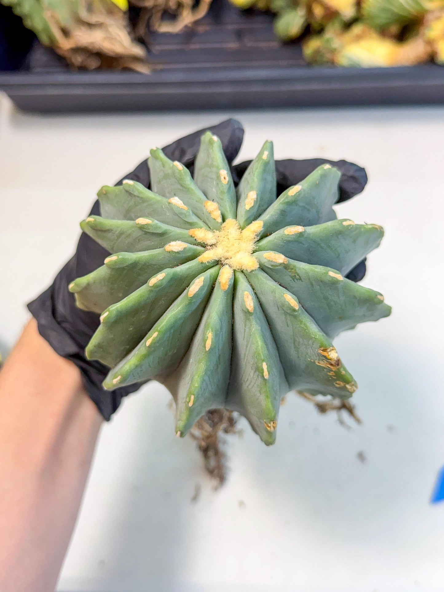 Ferocactus Glaucescens (b) | Rare Cactus