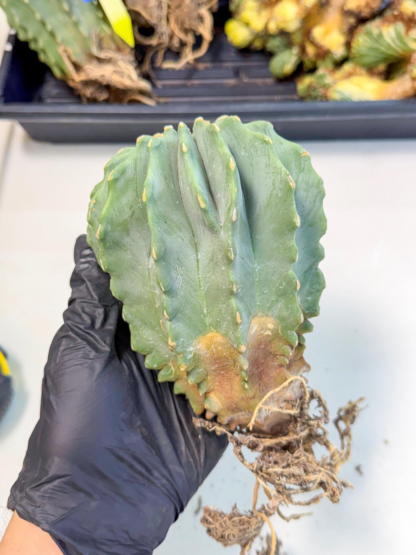 Ferocactus Glaucescens (b) | Rare Cactus
