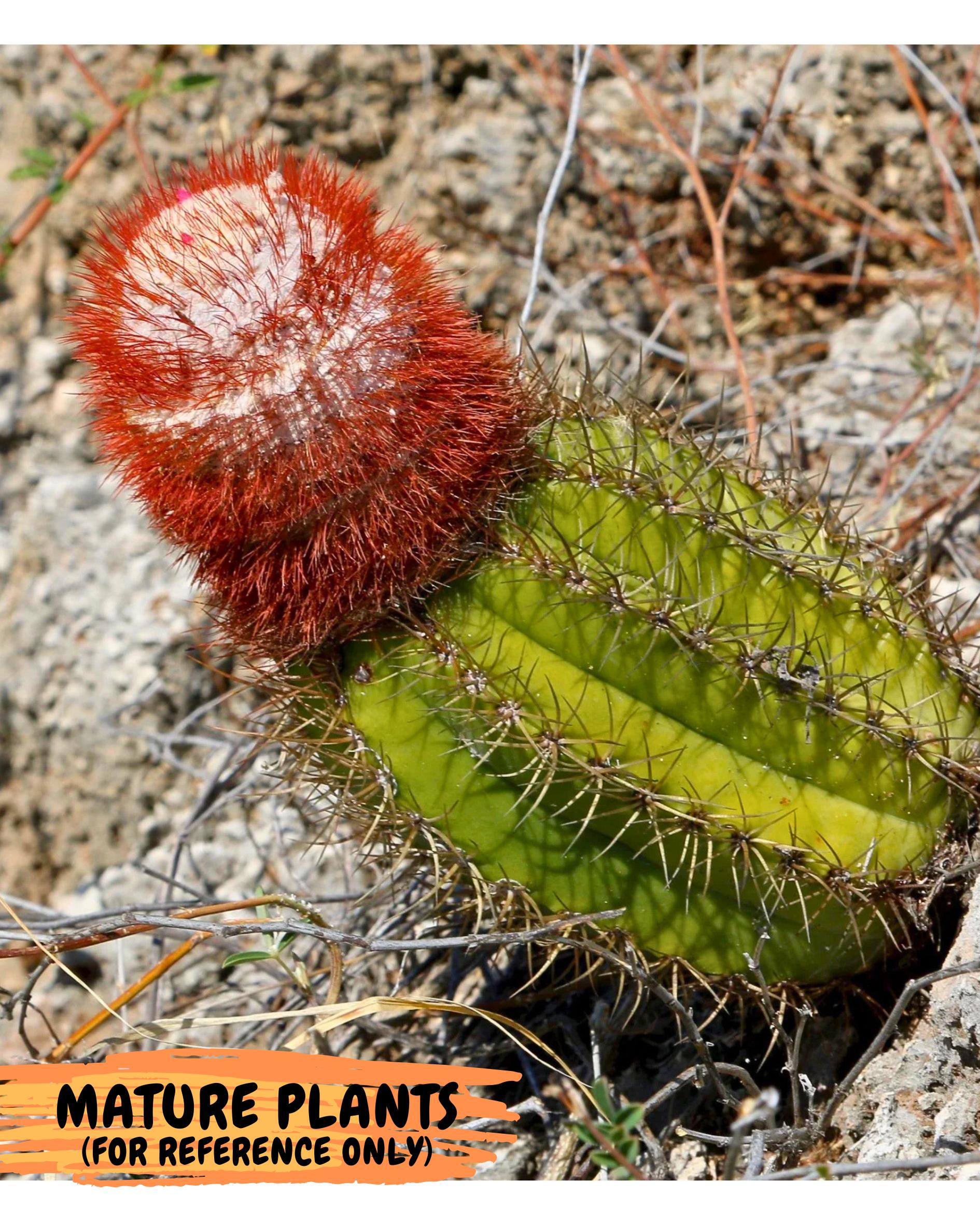 Cereus Geometrizans Matanzanus (g) | House Plant