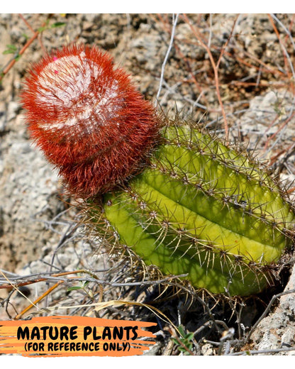 Cereus Geometrizans Matanzanus (p) | House Plant