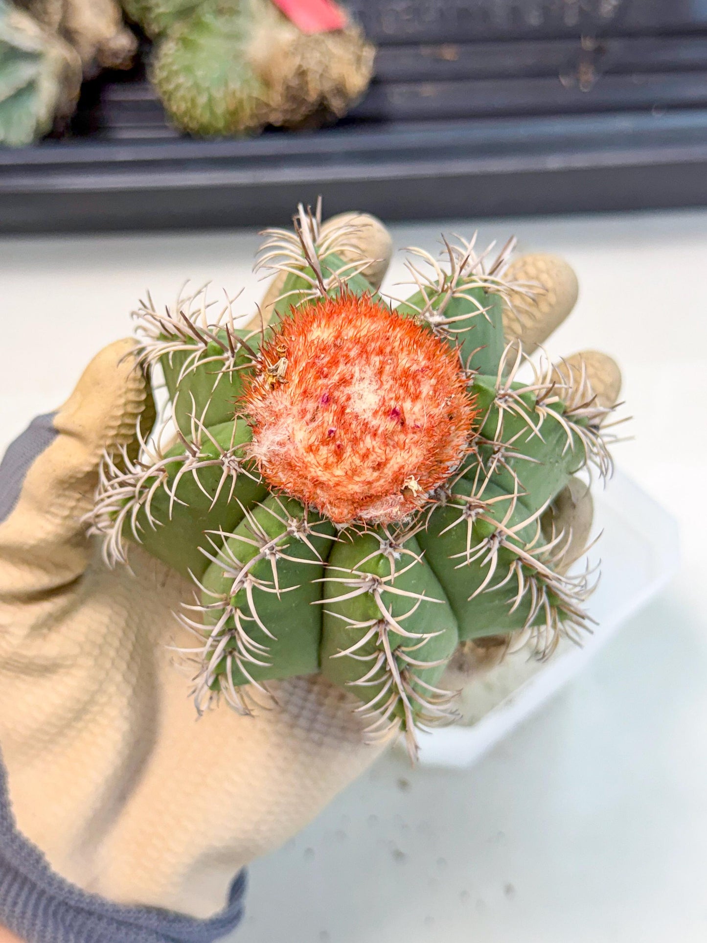 Cereus Geometrizans Matanzanus (p) | House Plant