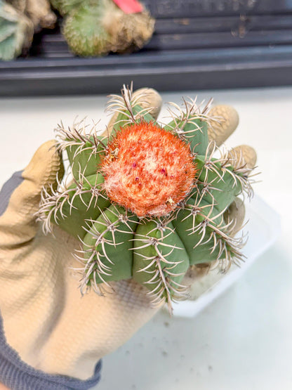 Cereus Geometrizans Matanzanus (p) | House Plant