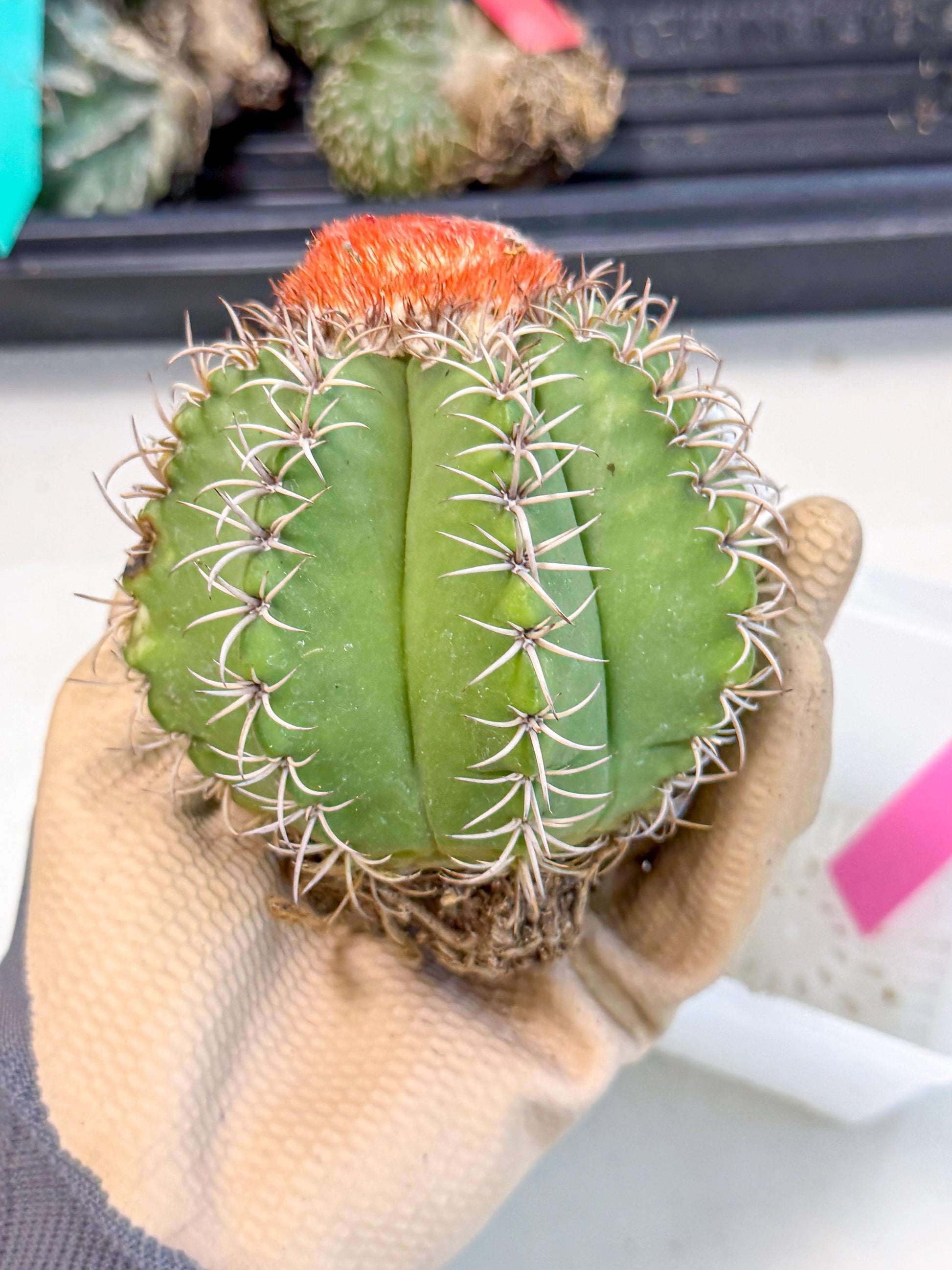 Cereus Geometrizans Matanzanus (p) | House Plant