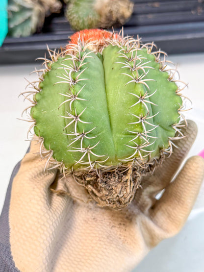 Cereus Geometrizans Matanzanus (p) | House Plant
