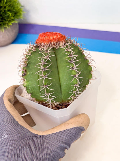 Cereus Geometrizans Matanzanus (p) | House Plant