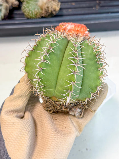 Cereus Geometrizans Matanzanus (p) | House Plant