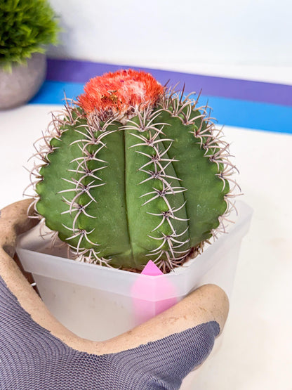 Cereus Geometrizans Matanzanus (p) | House Plant