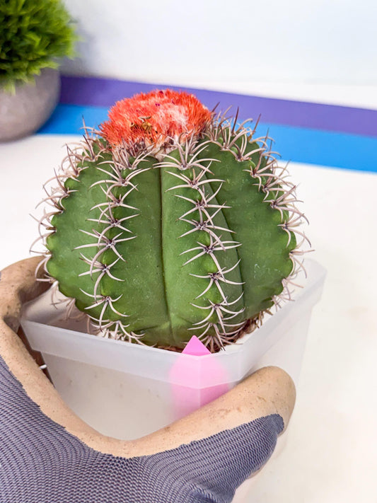 Cereus Geometrizans Matanzanus (p) | House Plant