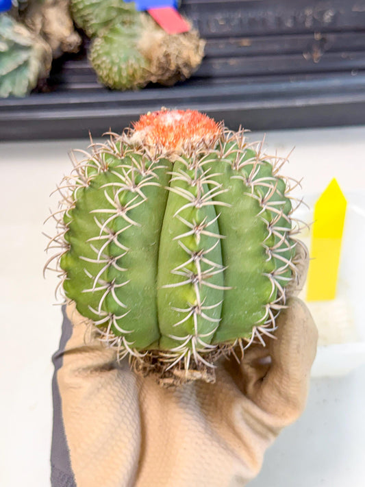 Cereus Geometrizans Matanzanus (y) | House Plant