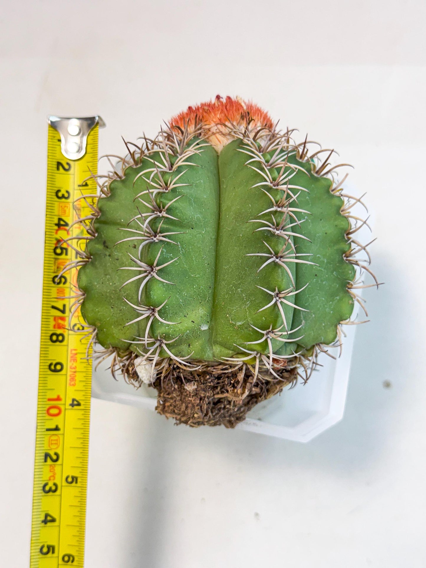 Cereus Geometrizans Matanzanus (g) | House Plant