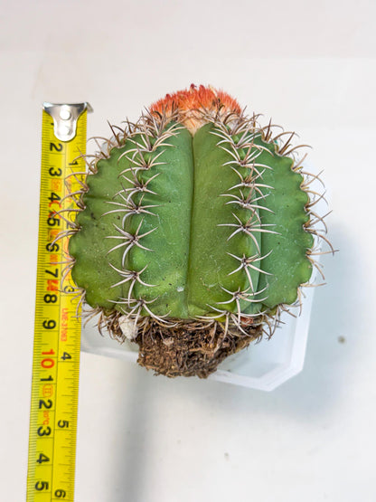 Cereus Geometrizans Matanzanus (g) | House Plant