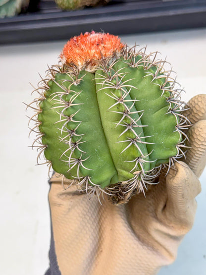 Cereus Geometrizans Matanzanus (g) | House Plant