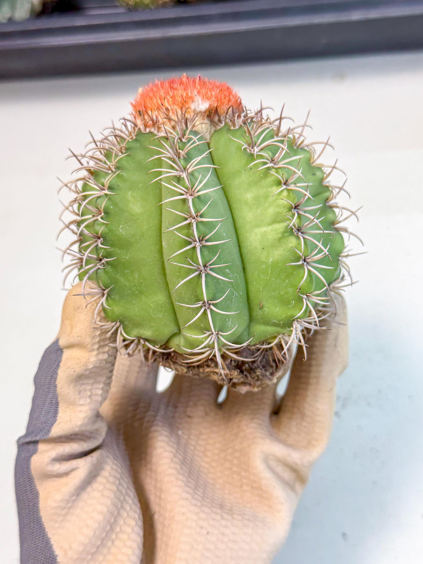 Cereus Geometrizans Matanzanus (g) | House Plant