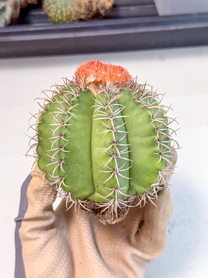 Cereus Geometrizans Matanzanus (g) | House Plant